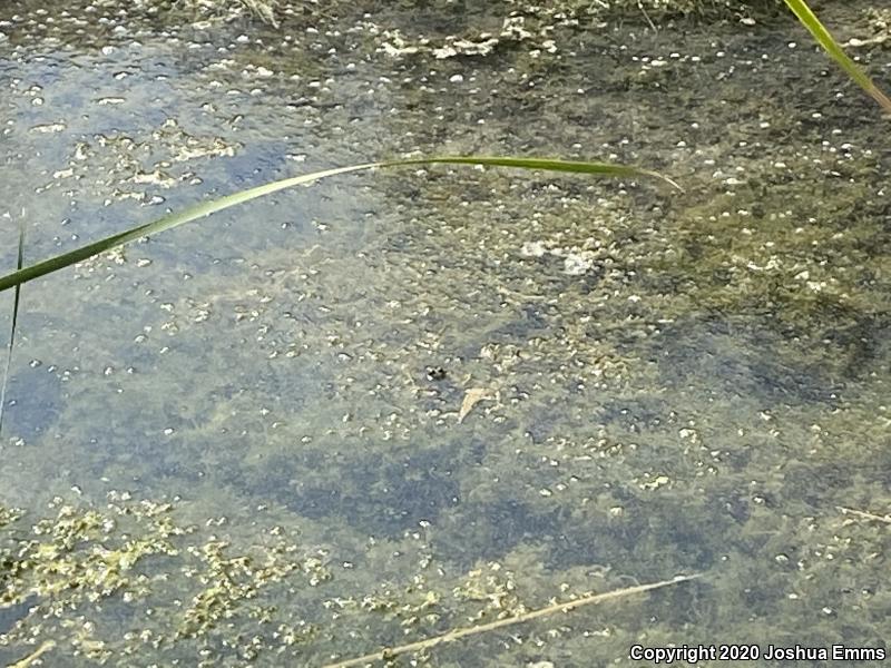 Rio Grande Leopard Frog (Lithobates berlandieri)