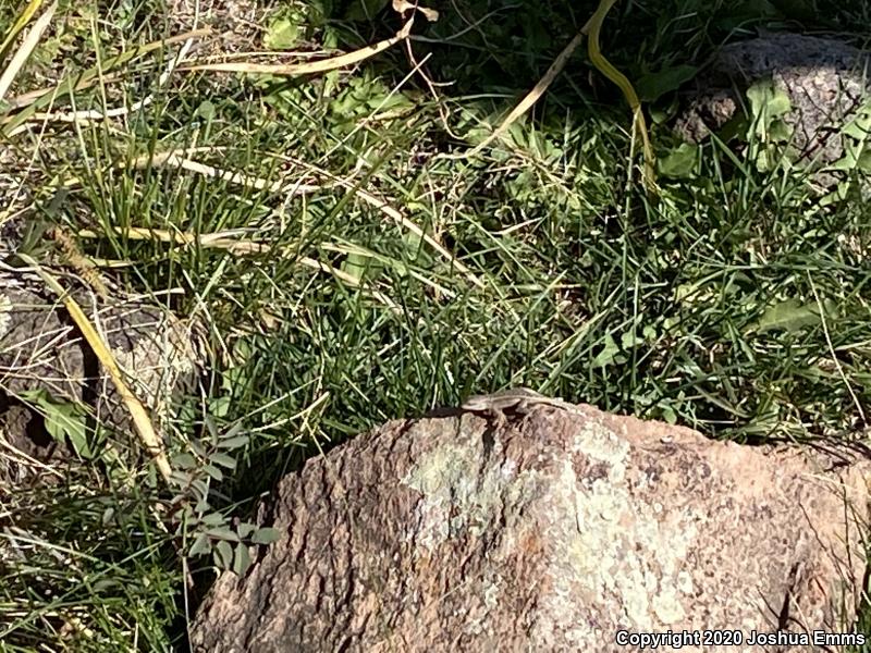 Plateau Fence Lizard (Sceloporus tristichus)