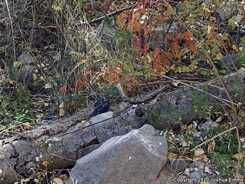 Plateau Fence Lizard (Sceloporus tristichus)