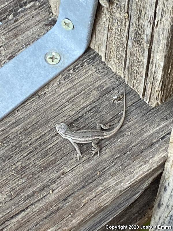 Southwestern Fence Lizard (Sceloporus cowlesi)