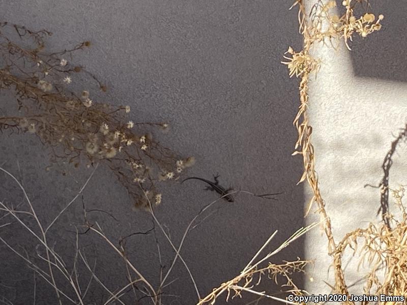 Southwestern Fence Lizard (Sceloporus cowlesi)