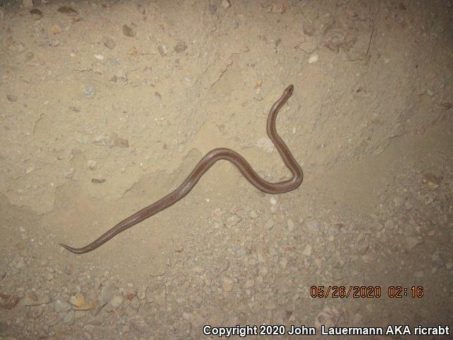 Desert Rosy Boa (Lichanura trivirgata gracia)