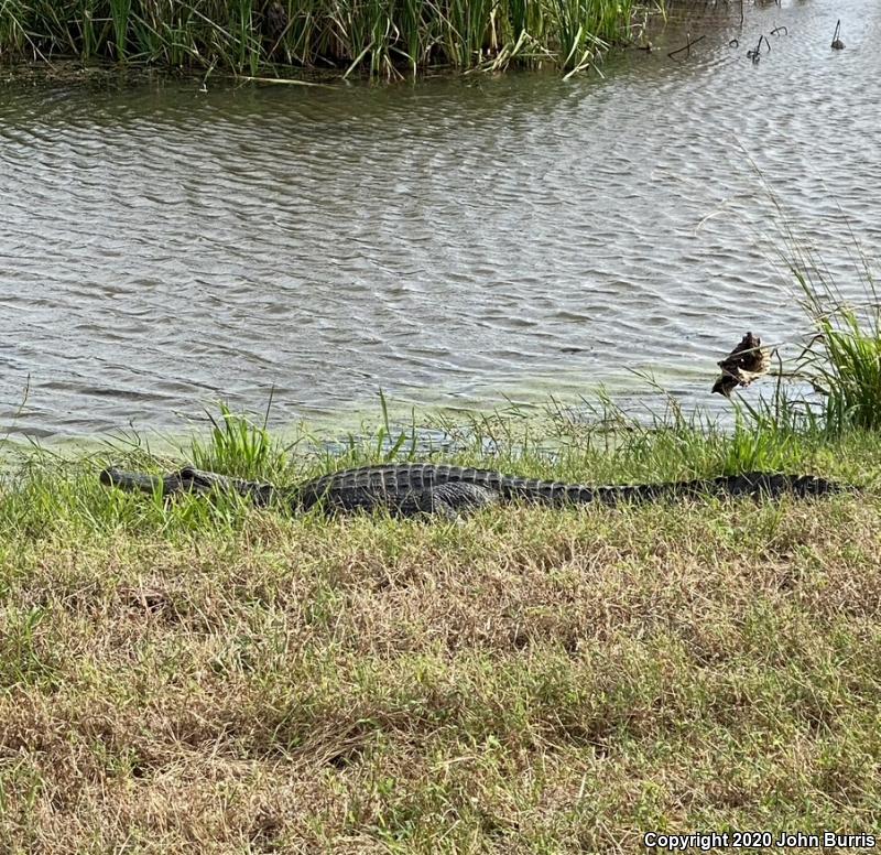 American Alligator (Alligator mississippiensis)