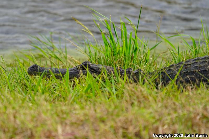 American Alligator (Alligator mississippiensis)