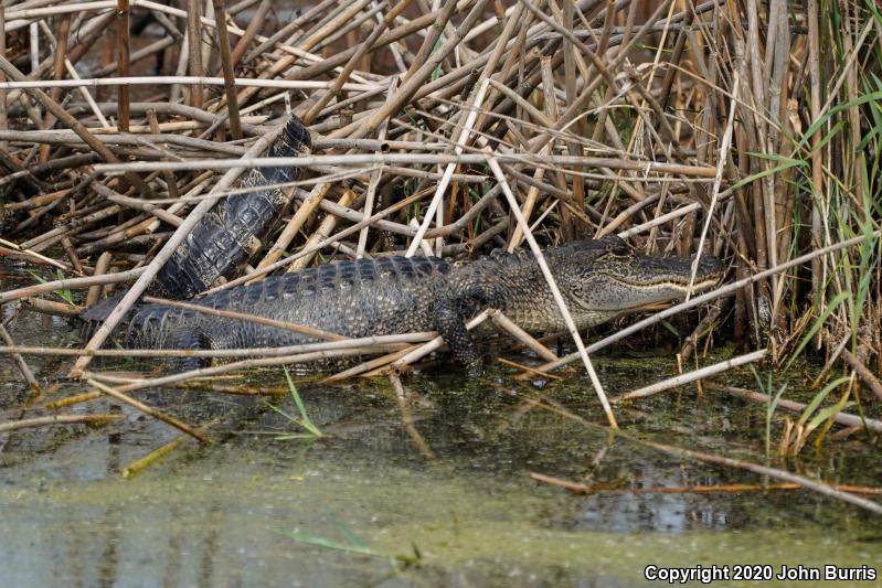 American Alligator (Alligator mississippiensis)