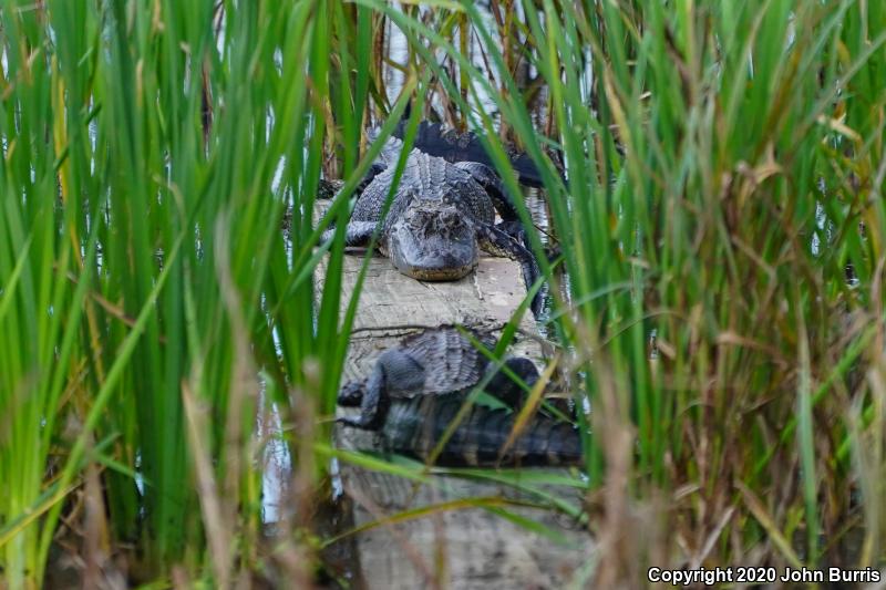 American Alligator (Alligator mississippiensis)