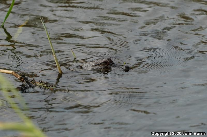 American Alligator (Alligator mississippiensis)