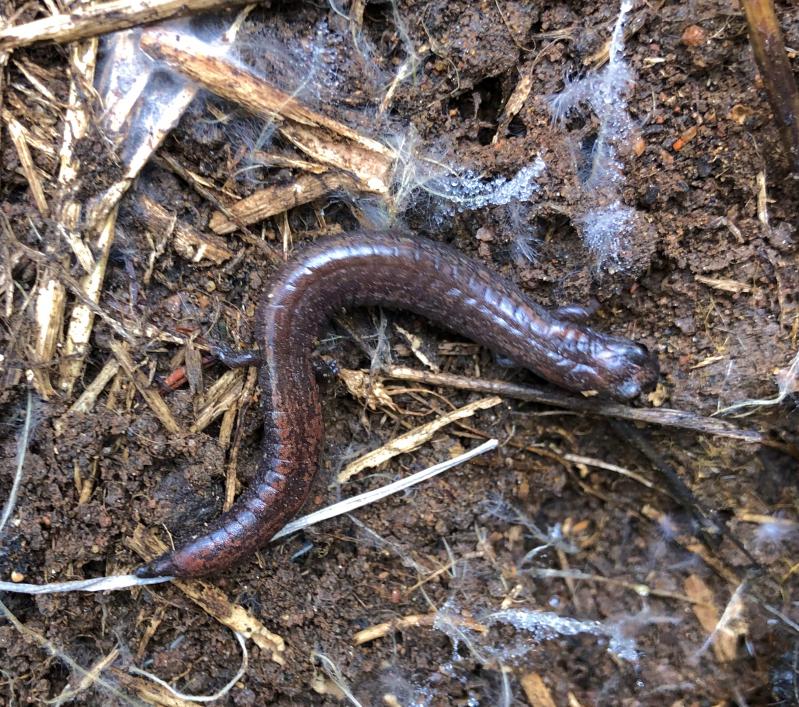 Garden Slender Salamander (Batrachoseps major major)