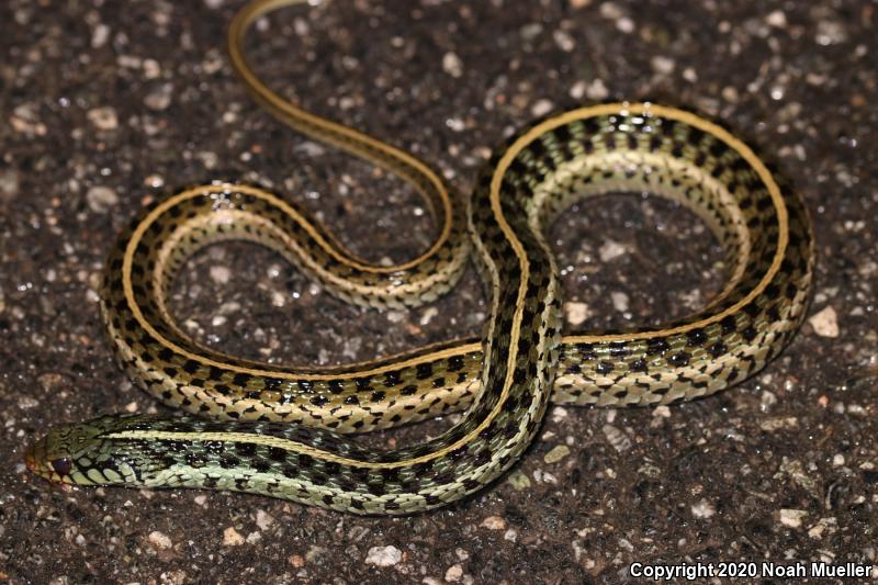 Eastern Gartersnake (Thamnophis sirtalis sirtalis)