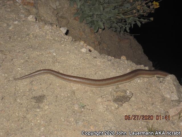 Desert Rosy Boa (Lichanura trivirgata gracia)