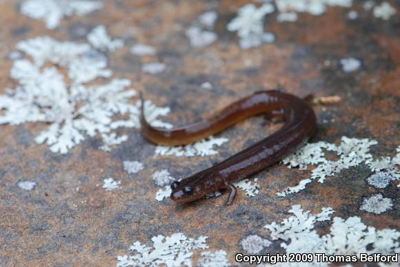 Oklahoma Salamander (Eurycea tynerensis)