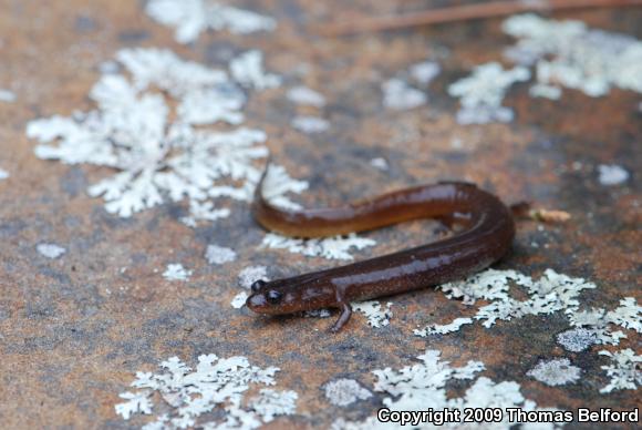 Oklahoma Salamander (Eurycea tynerensis)