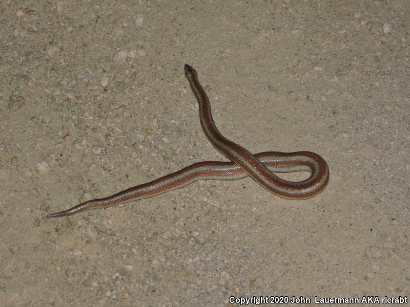 Desert Rosy Boa (Lichanura trivirgata gracia)