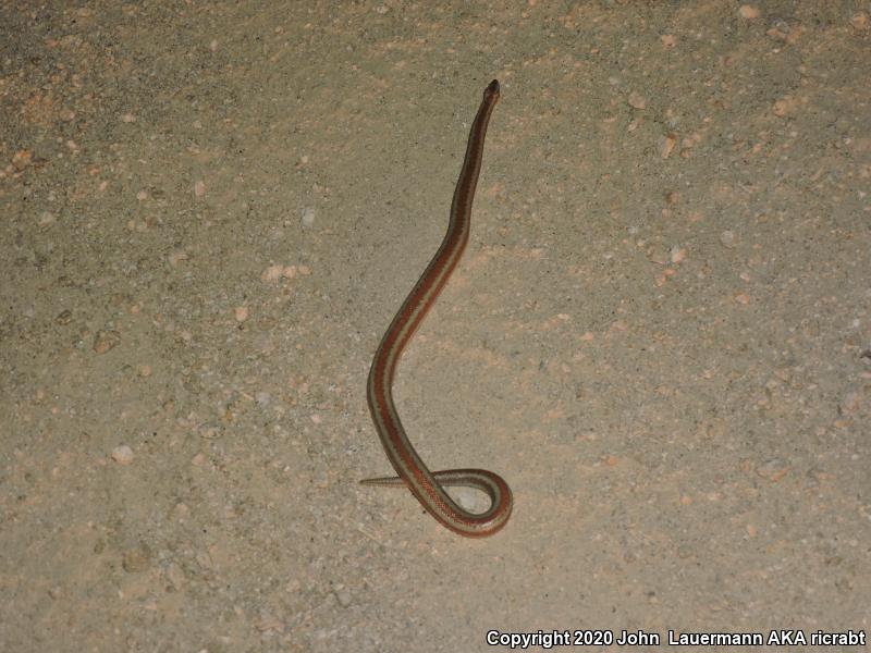 Desert Rosy Boa (Lichanura trivirgata gracia)