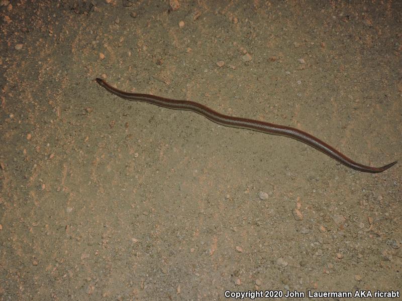 Desert Rosy Boa (Lichanura trivirgata gracia)