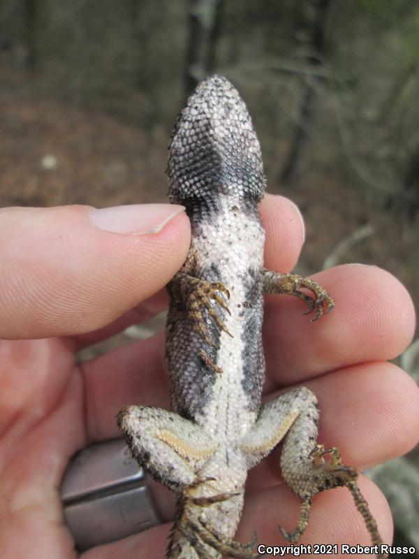 Eastern Fence Lizard (Sceloporus undulatus)