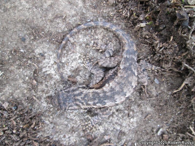 Eastern Fence Lizard (Sceloporus undulatus)