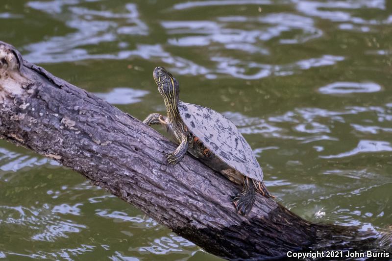 Texas Cooter (Pseudemys texana)