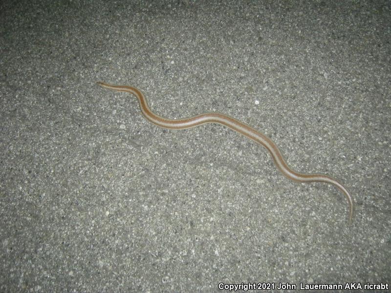 Desert Rosy Boa (Lichanura trivirgata gracia)