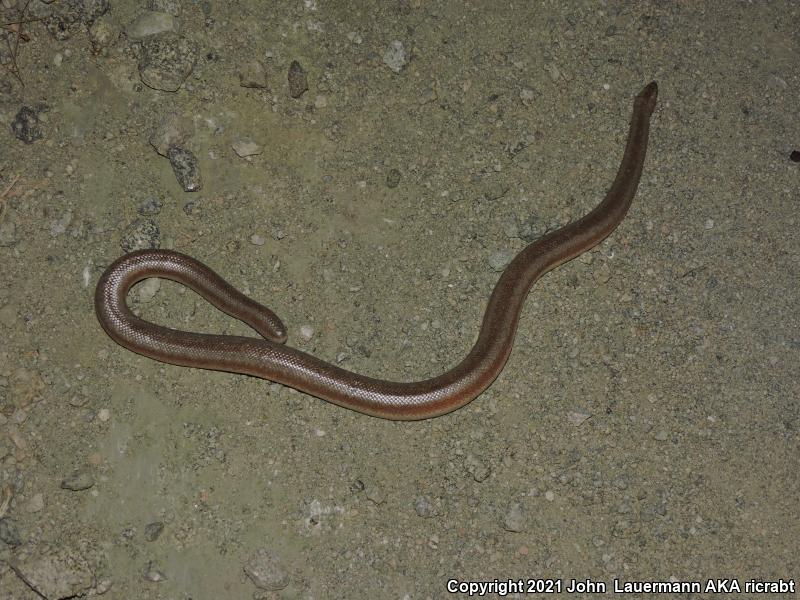 Desert Rosy Boa (Lichanura trivirgata gracia)