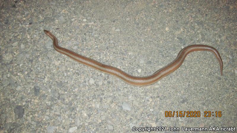 Desert Rosy Boa (Lichanura trivirgata gracia)