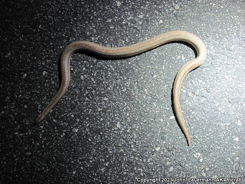 Desert Rosy Boa (Lichanura trivirgata gracia)