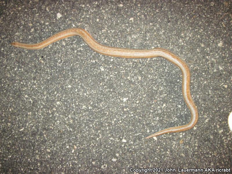 Desert Rosy Boa (Lichanura trivirgata gracia)