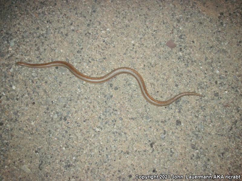 Desert Rosy Boa (Lichanura trivirgata gracia)