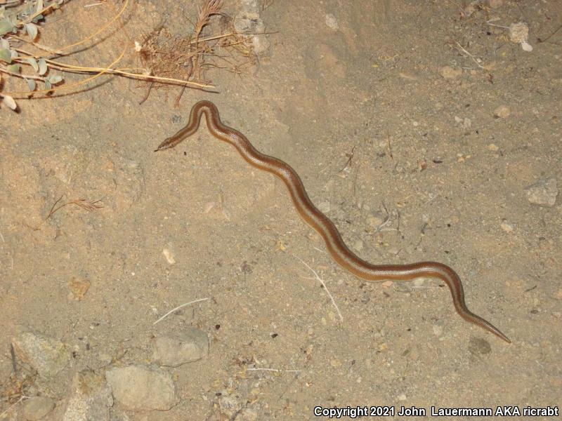 Desert Rosy Boa (Lichanura trivirgata gracia)