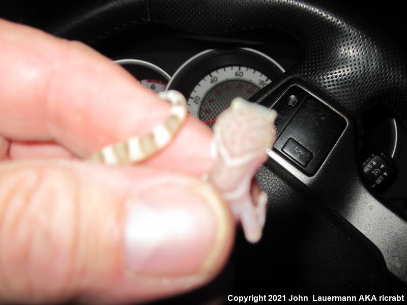 Desert Banded Gecko (Coleonyx variegatus variegatus)