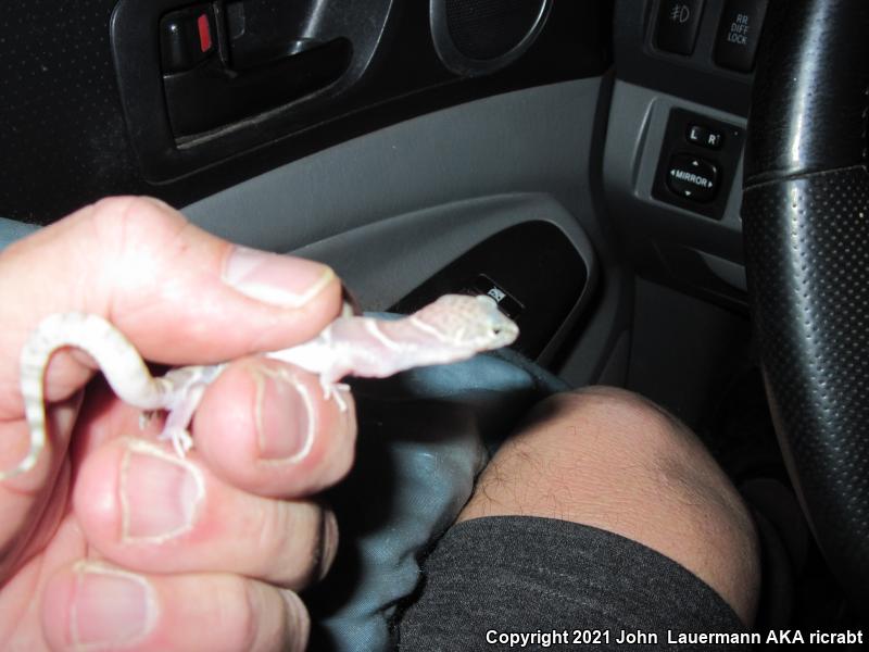 Desert Banded Gecko (Coleonyx variegatus variegatus)