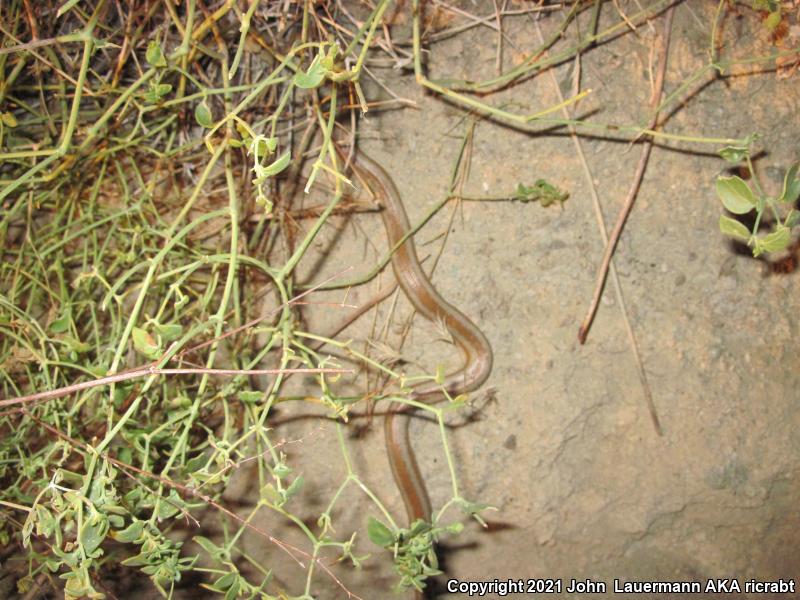 Desert Rosy Boa (Lichanura trivirgata gracia)