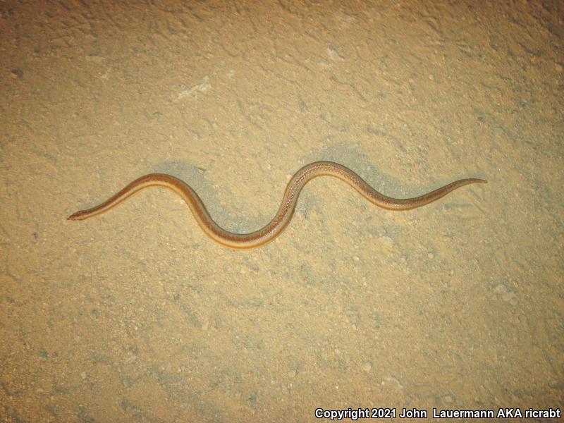 Desert Rosy Boa (Lichanura trivirgata gracia)