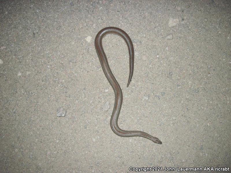 Desert Rosy Boa (Lichanura trivirgata gracia)