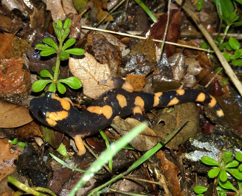 Large-blotched Ensatina (Ensatina eschscholtzii klauberi)