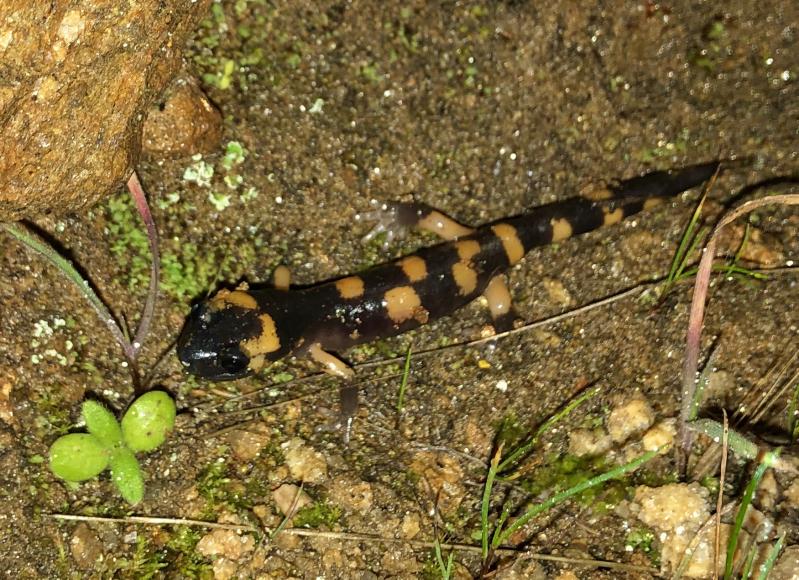 Large-blotched Ensatina (Ensatina eschscholtzii klauberi)