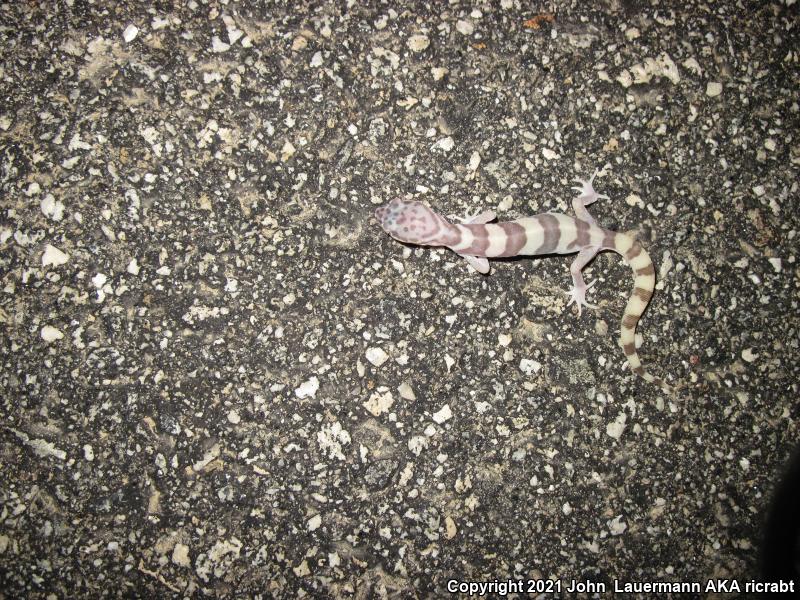 Desert Banded Gecko (Coleonyx variegatus variegatus)