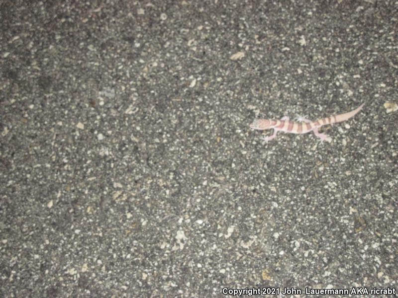 Desert Banded Gecko (Coleonyx variegatus variegatus)