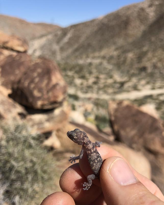 Peninsula Leaf-toed Gecko (Phyllodactylus nocticolus nocticolus)