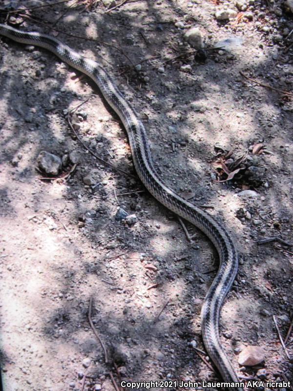 Coast Patch-nosed Snake (Salvadora hexalepis virgultea)