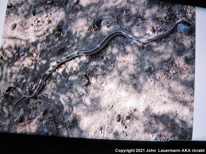 Coast Patch-nosed Snake (Salvadora hexalepis virgultea)