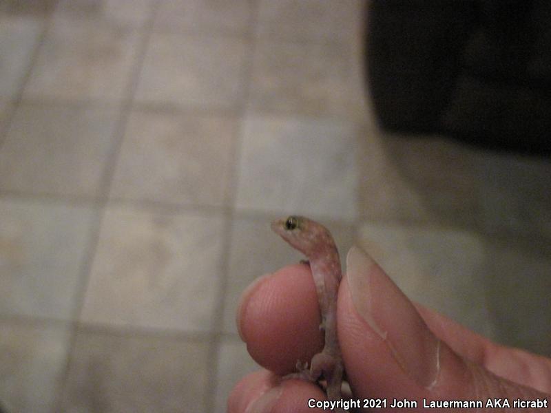 Turkish House Gecko (Hemidactylus turcicus turcicus)