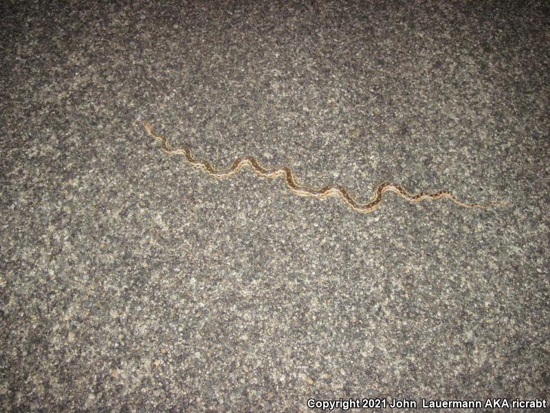 Great Basin Gopher Snake (Pituophis catenifer deserticola)