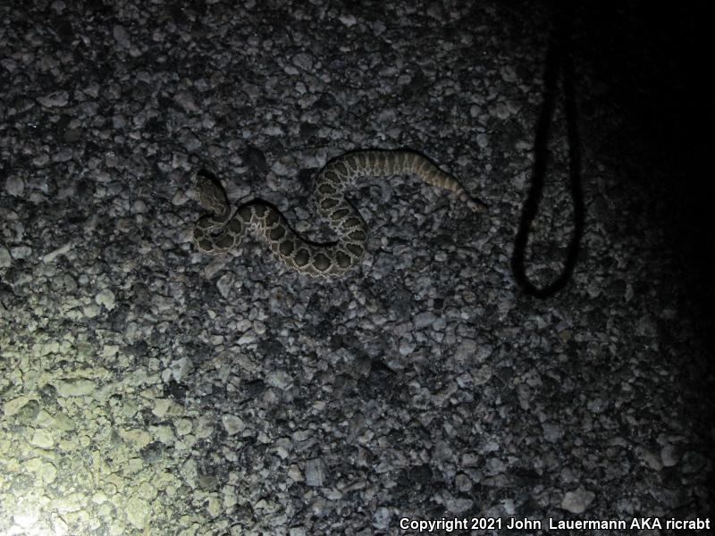 Mohave Rattlesnake (Crotalus scutulatus scutulatus)