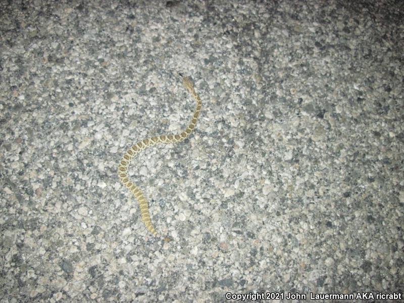 Mohave Rattlesnake (Crotalus scutulatus scutulatus)