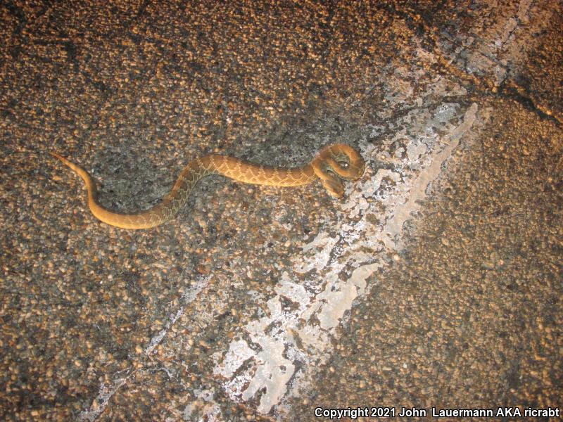 Mohave Rattlesnake (Crotalus scutulatus scutulatus)