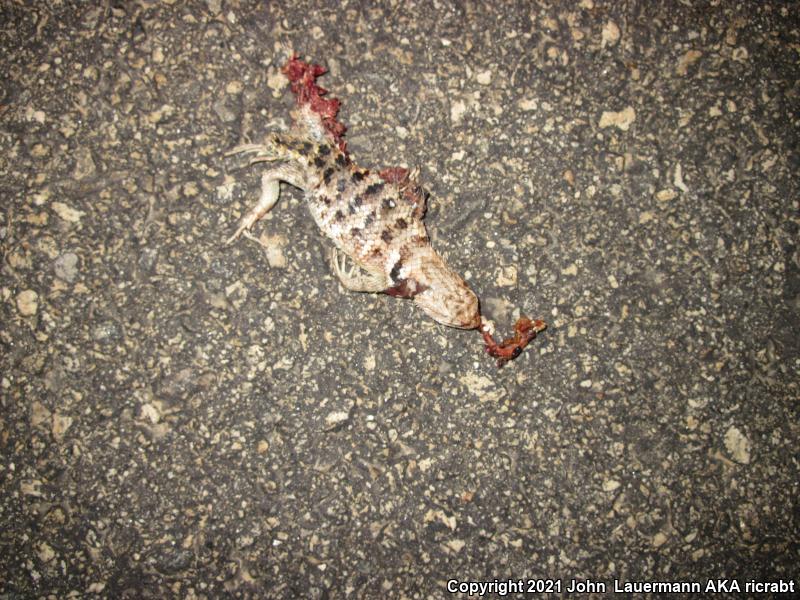 Yellow-backed Spiny Lizard (Sceloporus uniformis)