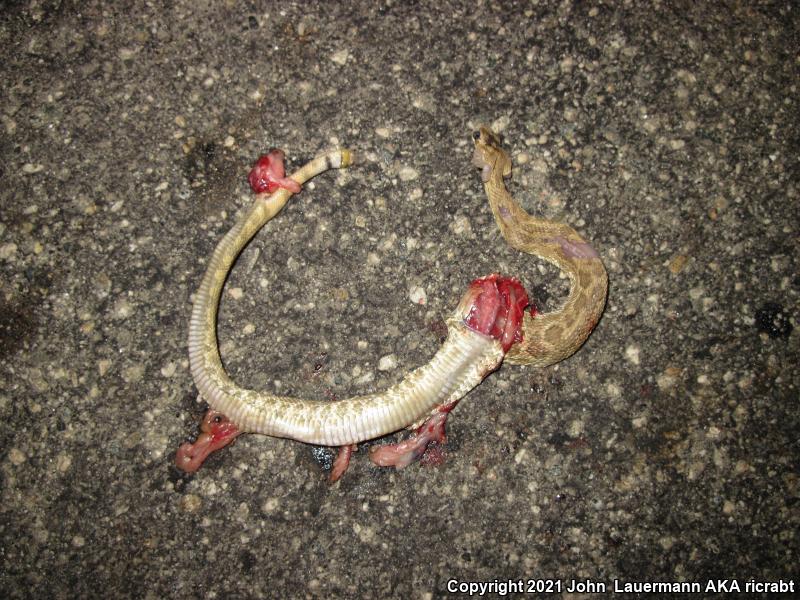 Mohave Rattlesnake (Crotalus scutulatus scutulatus)