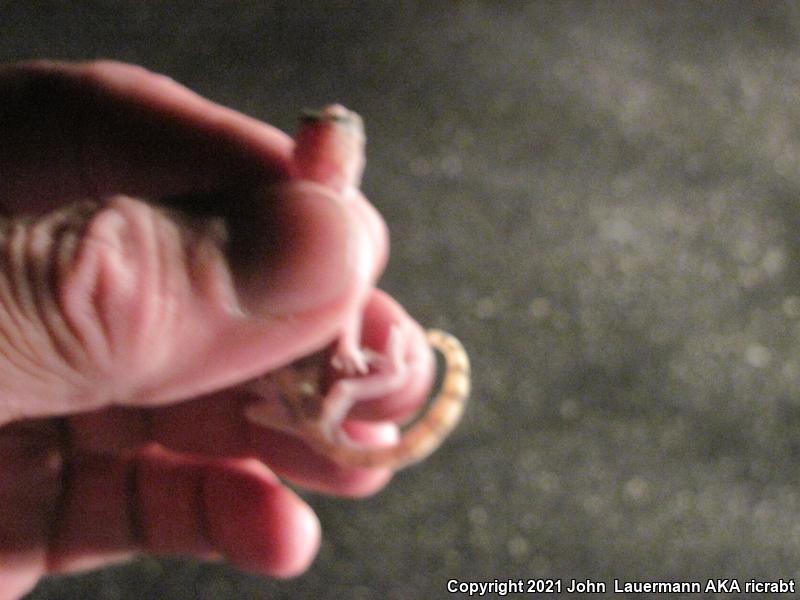 Desert Banded Gecko (Coleonyx variegatus variegatus)