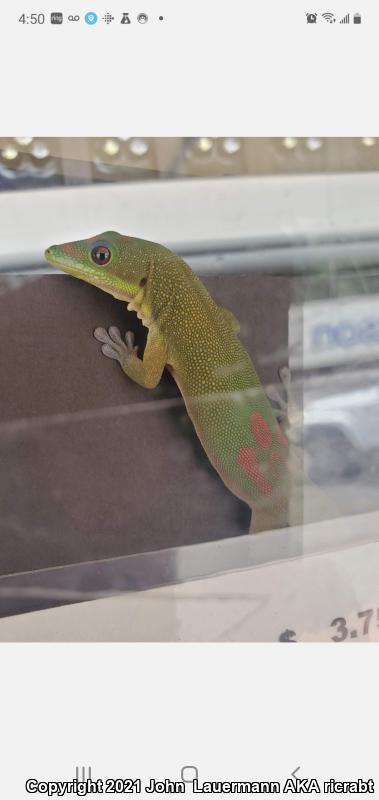 Gold Dust Day Gecko (Phelsuma laticauda)